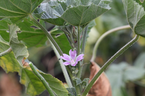 cfr. Lavatera cretica